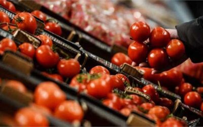 قیمت گوجه فرنگی به کیلویی ۲۵ هزار تومان رسید/ کامیون‌داران تمایلی به بارگیری ندارند_624debc678044.jpeg